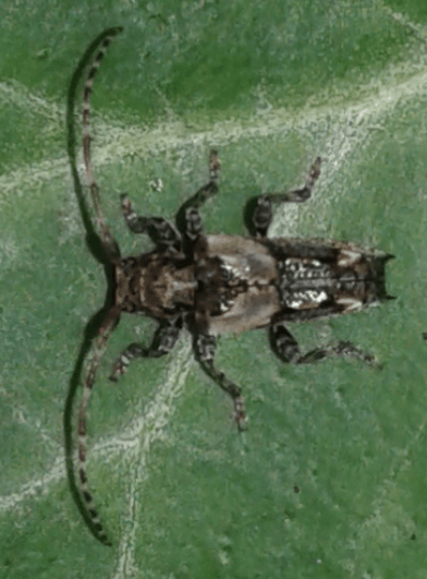 Cerambycidae: Pogonocherus hispidus? S